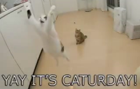 Happy Caturday!